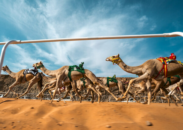 the first arab camel cup and first world endurance championship, held on 3rd may and 4th may respectively, each feature a prestigious field of thoroughbred racing camels and multi-million sar prize pools