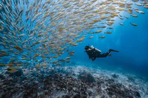 padi 爱海洋携手李现探索涛岛，与蔚蓝奔现